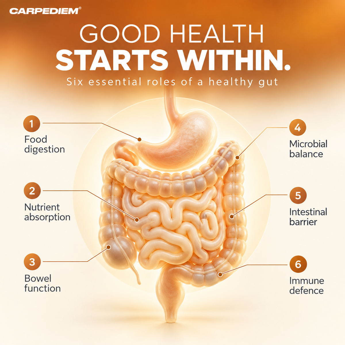 HAPPYGUT 140B